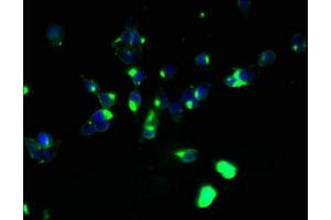 Immunofluorescent analysis of 293T cells using ABIN7160145 at dilution of 1:100 and Alexa Fluor 488-congugated AffiniPure Goat Anti-Rabbit IgG(H+L)