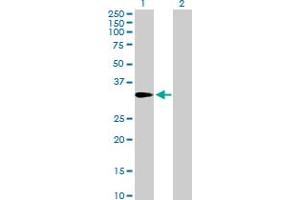 Western Blot analysis of AMT expression in transfected 293T cell line by AMT MaxPab polyclonal antibody. (Aminomethyltransferase anticorps  (AA 1-289))