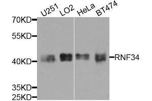 Western blot analysis of extracts of various cell lines, using RNF34 antibody (ABIN5974618) at 1/1000 dilution.