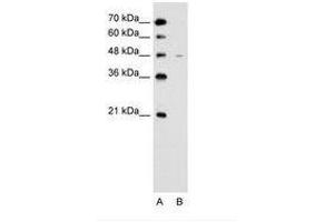 Image no. 2 for anti-Solute Carrier Family 43, Member 3 (SLC43A3) (N-Term) antibody (ABIN205016) (SLC43A3 anticorps  (N-Term))