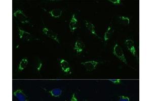 Immunofluorescence analysis of U-2 OS cells using ATP5I Polyclonal Antibody at dilution of 1:100.