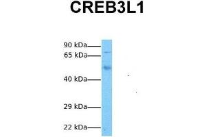 Host:  Rabbit  Target Name:  CREB3L1  Sample Tissue:  Human Fetal Lung  Antibody Dilution:  1. (CREB3L1 anticorps  (N-Term))