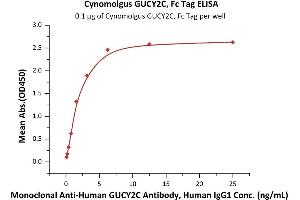 Immobilized Cynomolgus GUCY2C, Fc Tag (ABIN6973081) at 1 μg/mL (100 μL/well) can bind Monoclonal A GUCY2C Antibody, Human IgG1 (GUC-M78) with a linear range of 0.