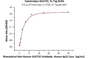 Immobilized Cynomolgus GUCY2C, Fc Tag (ABIN6973081) at 1 μg/mL (100 μL/well) can bind Monoclonal A GUCY2C Antibody, Human IgG1 (GUC-M78) with a linear range of 0. (GUCY2C Protein (AA 24-430) (Fc Tag))