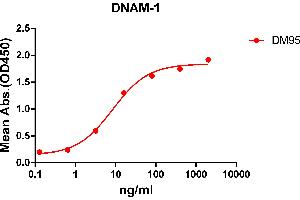 ELISA plate pre-coated by 2 μg/mL (100 μL/well) Human DNAM-1 protein, mFc-His tagged protein ((ABIN6961117, ABIN7042263 and ABIN7042264)) can bind Rabbit anti-DNAM-1 monoclonal antibody(clone: DM95) in a linear range of 0.