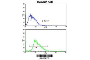 Flow cytometric analysis of HepG2 cells using LAMB2 Antibody (bottom histogram) compared to a negative control cell (top histogram). (LAMB2 anticorps  (C-Term))