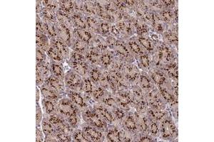 Immunohistochemical staining of human stomach with ADAMTSL5 polyclonal antibody  shows strong cytoplasmic positivity with a granular pattern in glandular cells.