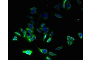 Immunofluorescent analysis of HepG2 cells using ABIN7149090 at dilution of 1:100 and Alexa Fluor 488-congugated AffiniPure Goat Anti-Rabbit IgG(H+L) (CYBC1 (AA 43-187) anticorps)