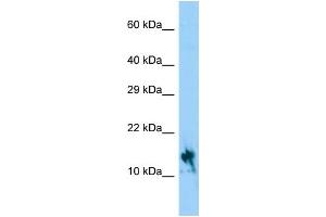 Host: Rabbit Target Name: IGFL1 Sample Type: Hela Whole Cell lysates Antibody Dilution: 1. (IGFL1 anticorps  (C-Term))