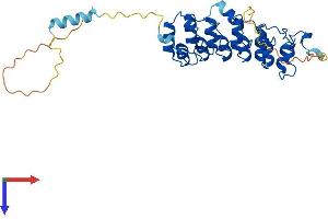AlphaFold protein structure predicition of Human Recombinant NFKBIA Protein, UniprotID P25963
