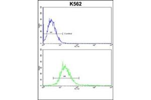 Flow cytometric analysis of k562 cells using RECK / ST15  Antibody  (bottom histogram) compared to a negative control cell (top histogram). (RECK anticorps  (Middle Region))