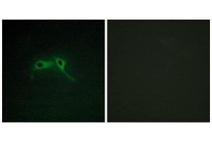 Immunofluorescence (IF) image for anti-Neurofibromin 1 (NF1) (Internal Region) antibody (ABIN1850488) (Neurofibromin 1 anticorps  (Internal Region))