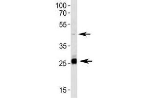 SIRT3 antibody western blot analysis in HepG2 lysate.