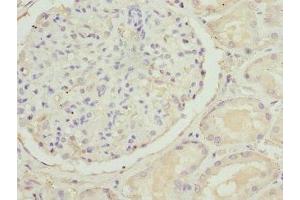 Immunohistochemistry of paraffin-embedded human kidney tissue using ABIN7170139 at dilution of 1:100 (SLC22A11 anticorps  (AA 40-150))