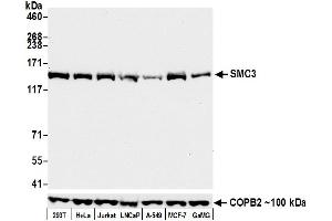 Western Blotting (WB) image for anti-Structural Maintenance of Chromosomes 3 (SMC3) (AA 1175-1217) antibody (ABIN7453329)