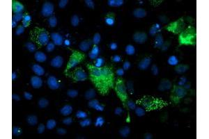 Immunofluorescence (IF) image for anti-phosphoglycerate Mutase 2 (Muscle) (PGAM2) antibody (ABIN1500173) (PGAM2 anticorps)