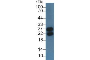 Western Blot; Sample: Mouse Spleen lysate; Primary Ab: 3µg/ml Rabbit Anti-Human IglL1 Antibody Second Ab: 0. (IGLL1 anticorps  (AA 29-201))