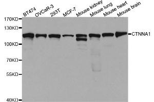 Western Blotting (WB) image for anti-Catenin (Cadherin-Associated Protein), alpha 1, 102kDa (CTNNA1) antibody (ABIN1876836) (CTNNA1 anticorps)