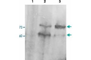 PCSK9 polyclonal antibody  staining (0. (PCSK9 anticorps  (C-Term))