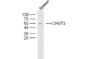 Mouse spleen lysates probed with CHST3 Polyclonal Antibody, Unconjugated  at 1:300 dilution and 4˚C overnight incubation. (CHST3 anticorps  (AA 21-120))