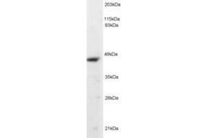 Image no. 2 for anti-Origin Recognition Complex, Subunit 4 (ORC4) (AA 350-362) antibody (ABIN293503) (ORC4 anticorps  (AA 350-362))