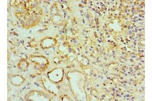 Immunohistochemistry of paraffin-embedded human kidney tissue using ABIN7159916 at dilution of 1:100 (TOMM20 anticorps  (AA 20-145))