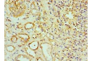 Immunohistochemistry of paraffin-embedded human kidney tissue using ABIN7159916 at dilution of 1:100 (TOMM2 (AA 20-145) anticorps)