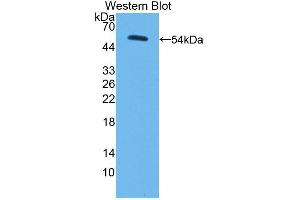 Figure. (PC anticorps  (AA 36-486))