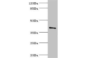 Western blot All lanes: LEFTY2 antibody at 2 μg/mL + A431 whole cell lysate Secondary Goat polyclonal to rabbit IgG at 1/10000 dilution Predicted band size: 41, 38 kDa Observed band size: 41 kDa (LEFTY2 anticorps  (AA 57-366))