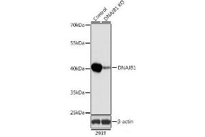 Western blot analysis of extracts from normal (control) and DNAJB1 knockout (KO) 293T cells using DNAJB1 Polyclonal Antibody at dilution of 1:1000. (DNAJB1 anticorps)