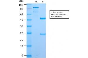SDS-PAGE Analysis Purified BrdU Rabbit Recombinant Monoclonal Antibody (BRD2888R). (Recombinant BrdU anticorps)