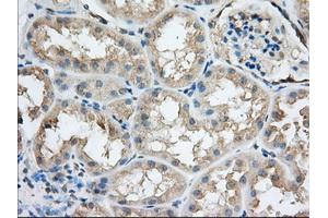 Immunohistochemistry (IHC) image for anti-Sorting Nexin 9 (SNX9) antibody (ABIN1501045)