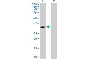 Western Blot analysis of THAP1 expression in transfected 293T cell line by THAP1 MaxPab polyclonal antibody.