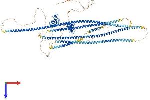AlphaFold protein structure predicition of Mouse Recombinant Clip2 Protein, UniprotID Q9Z0H8