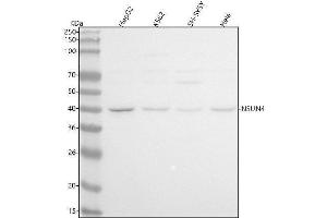 Western blot analysis of NSUN4 using anti-NSUN4 antibody (ABIN7599331).