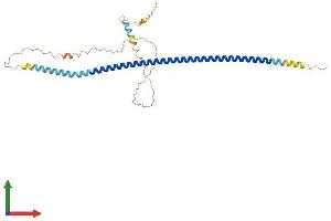 AlphaFold protein structure predicition of Human Recombinant LUZP4 Protein, UniprotID Q9P127