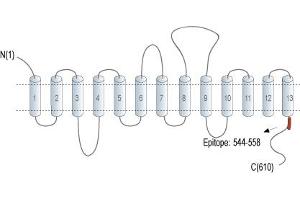 anti-Solute Carrier Family 5 (Iodide Transporter), Member 8 (SLC5A8) (AA 544-558), (C-Term), (Intracellular) antibody
