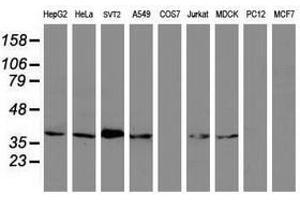 Image no. 3 for anti-Melanoma Antigen Family B, 1 (MAGEB1) antibody (ABIN1499266) (MAGEB1 anticorps)