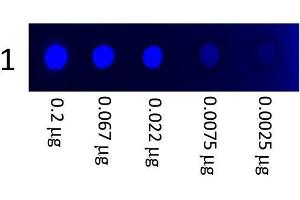 A three-fold serial dilution of Mouse IgG3 (FITC) starting at 200 ng was spotted onto 0. (Souris IgG3 isotype control (FITC))