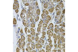 Immunohistochemistry of paraffin-embedded human stomach using UQCRC1 antibody. (UQCRC1 anticorps)