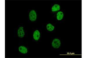Immunofluorescence of purified MaxPab antibody to DAZAP1 on HeLa cell. (DAZAP1 anticorps  (AA 1-407))