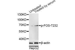 Western blot analysis of extracts of HepG2 cells, using Phospho-FOS-T232 antibody (ABIN5969895) at 1/1000 dilution. (c-FOS anticorps  (pThr232))