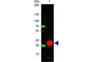 Image no. 1 for Rabbit anti-Human IgG (Fc Region) antibody (ABIN300553) (Lapin anti-Humain IgG (Fc Region) Anticorps)