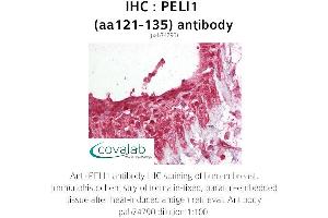 Image no. 1 for anti-Pellino E3 Ubiquitin Protein Ligase 1 (PELI1) (AA 121-135) antibody (ABIN1737979) (Pellino 1 anticorps  (AA 121-135))