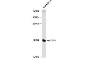 Western blot analysis of extracts of Rat spleen using BATF3 Polyclonal Antibody at dilution of 1:1000. (BATF3 anticorps)