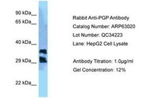 Image no. 1 for anti-Phosphoglycolate Phosphatase (PGP) (C-Term) antibody (ABIN6749960)