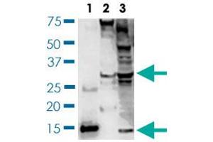 Western blot (Cell lysate) analysis of BDNF expression of SH-SY5Y cell lysates. (BDNF anticorps)