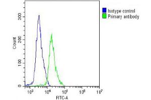 Overlay histogram showing Jurkat cells stained with Antibody (green line). (CCT8L2 anticorps  (AA 92-124))