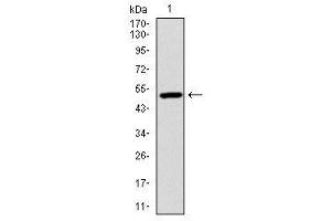Image no. 1 for anti-Ubiquitin B (UBB) antibody (ABIN1501611) (Ubiquitin B anticorps)