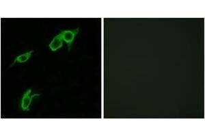 Immunofluorescence (IF) image for anti-G Protein-Coupled Receptor 75 (GPR75) (AA 381-430) antibody (ABIN2890878) (GPR75 anticorps  (AA 381-430))